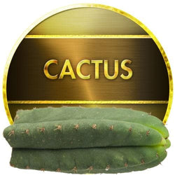 Cactus by Inawera